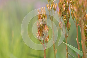 Bog asphodel Narthecium ossifragum, close-up of reddish seeds photo